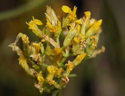 Image of threadleaf snakeweed