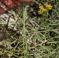 Image of broom-like ragwort