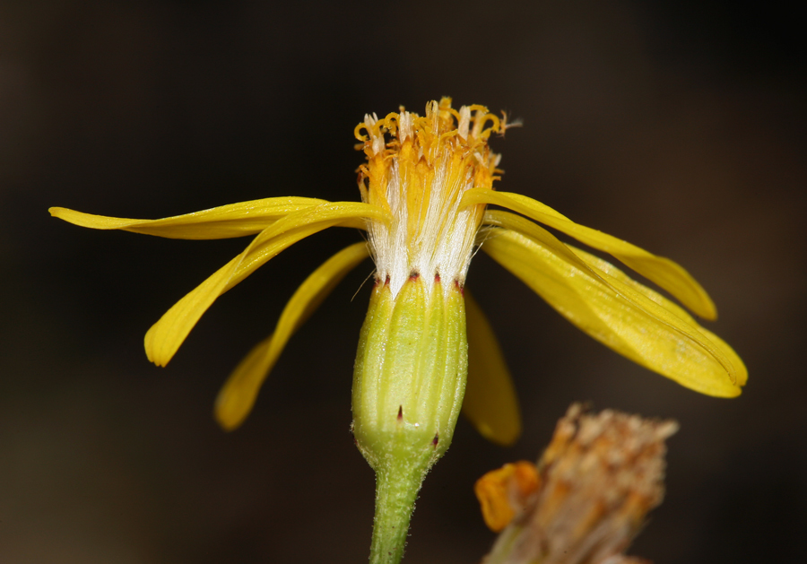 Image of broom-like ragwort