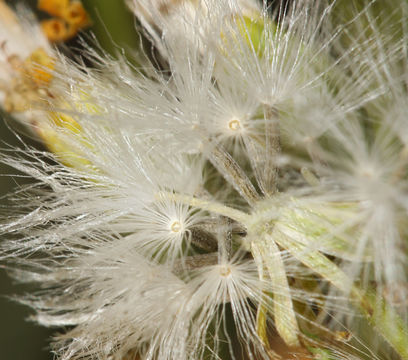 Слика од Senecio spartioides Torr. & A. Gray