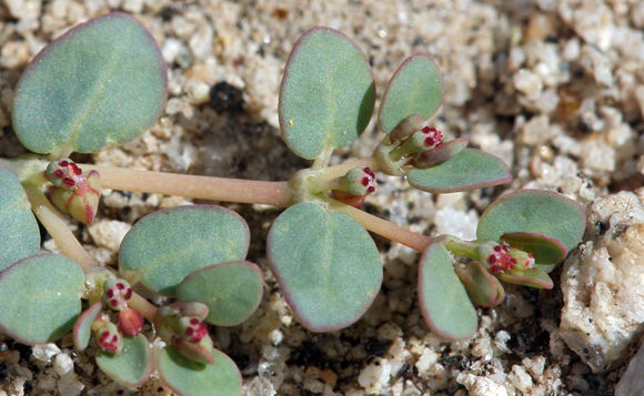 Image of Sonoran sandmat