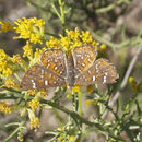 Image of Hupburns Metalmark