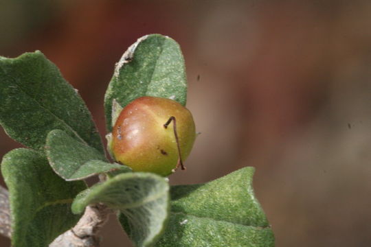 Image de Bourreria sonorae S. Wats