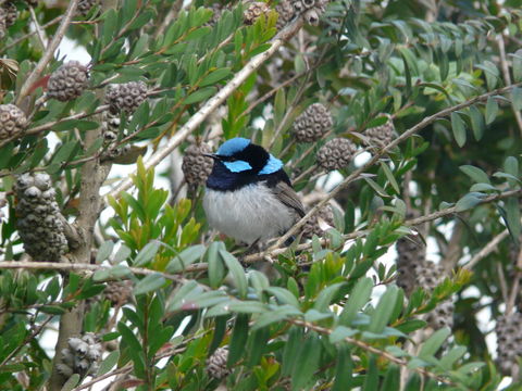 Image of Superb Fairy-wren