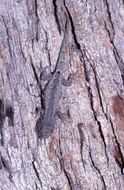 Image of Dwarf Geckos