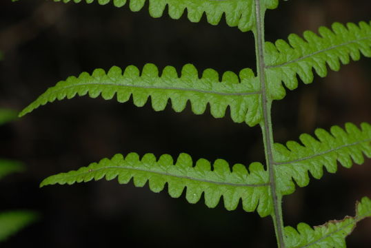 Image of <i>Pseudophegopteris keraudreniana</i>