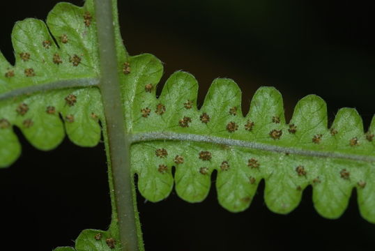 Image of <i>Pseudophegopteris keraudreniana</i>