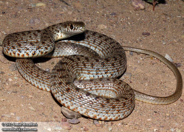 Image of Red-Bellied Racer