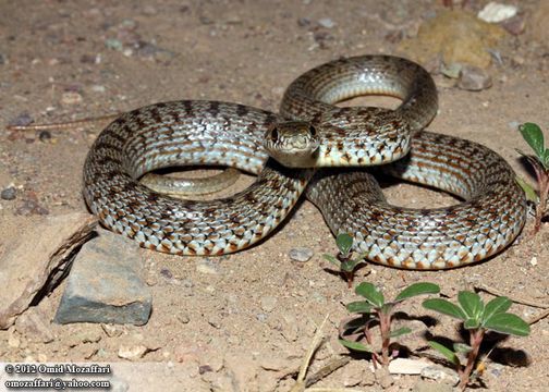 Image of Red-Bellied Racer