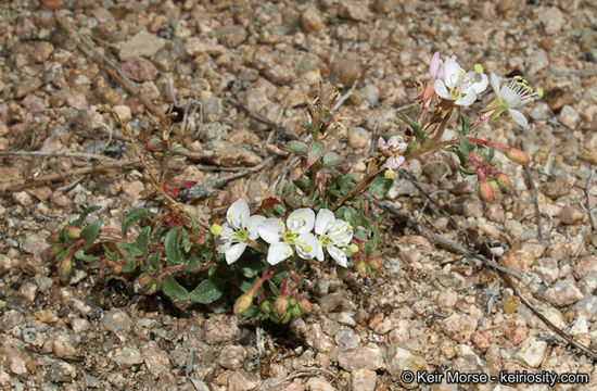 <i>Eremothera <i>boothii</i></i> ssp. boothii的圖片