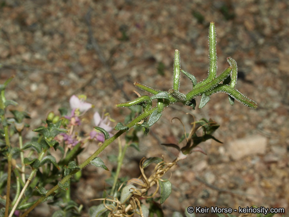 Imagem de <i>Eremothera <i>boothii</i></i> ssp. boothii