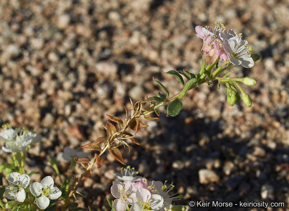 <i>Eremothera <i>boothii</i></i> ssp. boothii的圖片