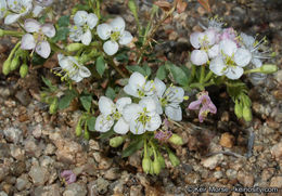 <i>Eremothera <i>boothii</i></i> ssp. boothii的圖片