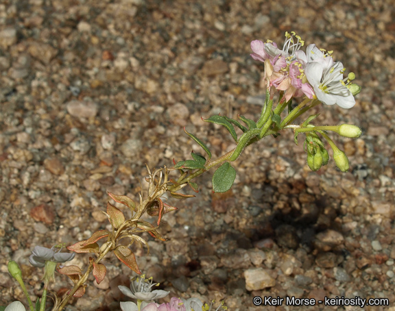 <i>Eremothera <i>boothii</i></i> ssp. boothii的圖片