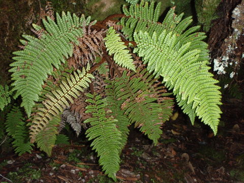 Image of Forest Plume Fern