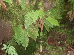 Image of forest plume fern