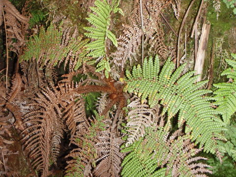 Image of Forest Plume Fern