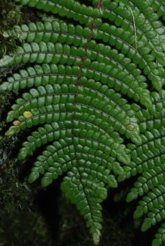 Image of forest plume fern