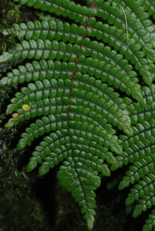 Image of Forest Plume Fern