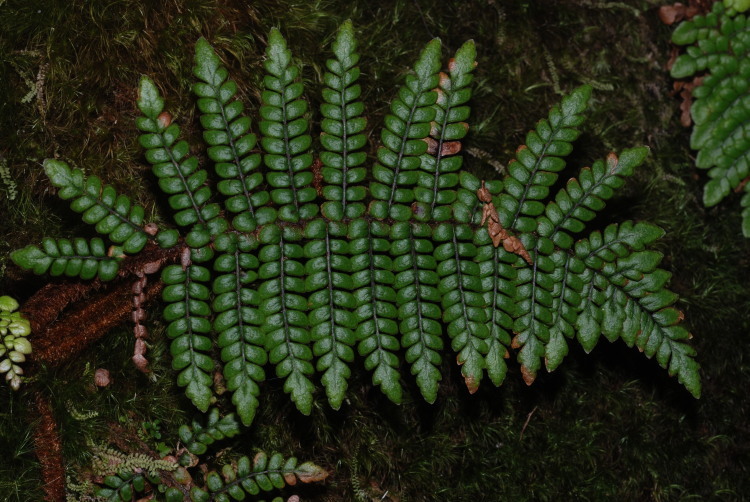 Imagem de Sadleria squarrosa (Gaud.) T. Moore