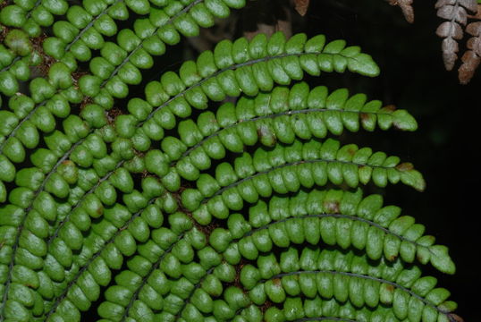 Image of Forest Plume Fern