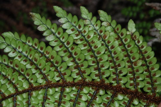 Image of forest plume fern