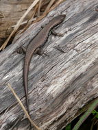 Image of Eastern Water Skink