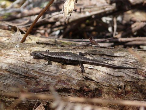 Image of Metallic Cool-skink