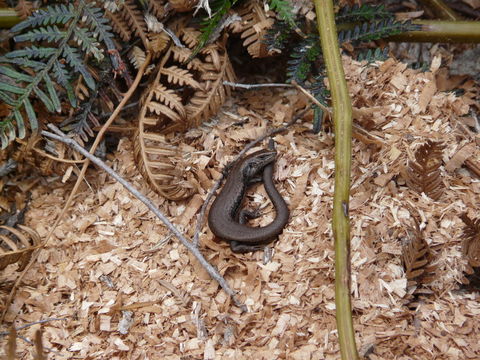 Image of Metallic Cool-skink