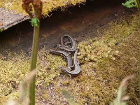 Image of Metallic Cool-skink