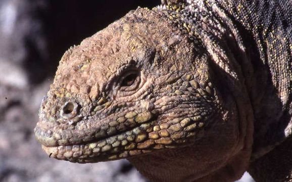 Image of Galapagos Land Iguana