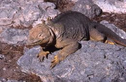 Image of Galapagos Land Iguana