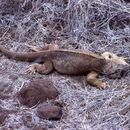 Image de Iguane terrestre de l'île Santa Fe