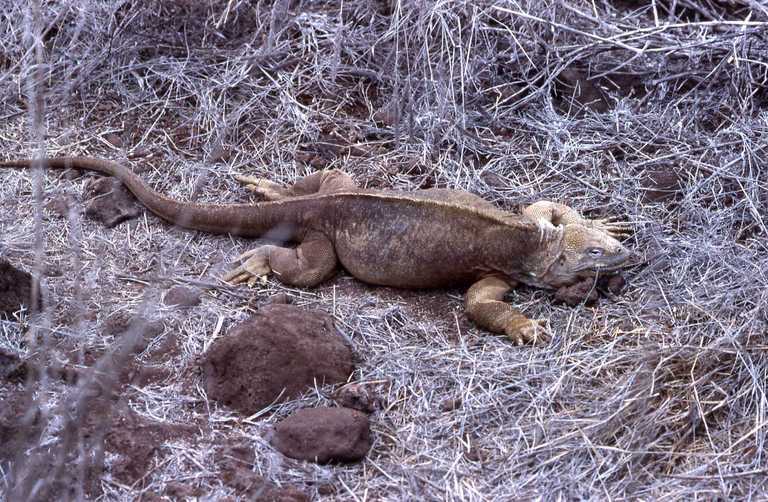 Image of Santa Fe Land Iguana