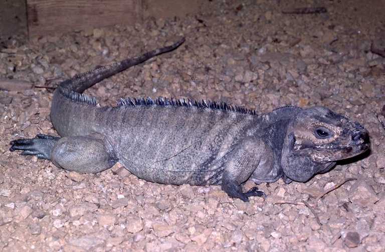 Image of Hispaniolan rhinoceros iguana