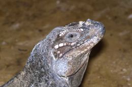 Image of Hispaniolan rhinoceros iguana