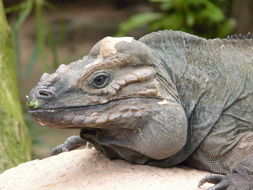 Image of Hispaniolan rhinoceros iguana