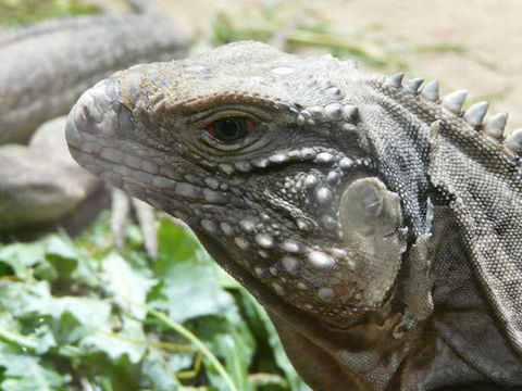 Image of Cuban Rock Iguanas