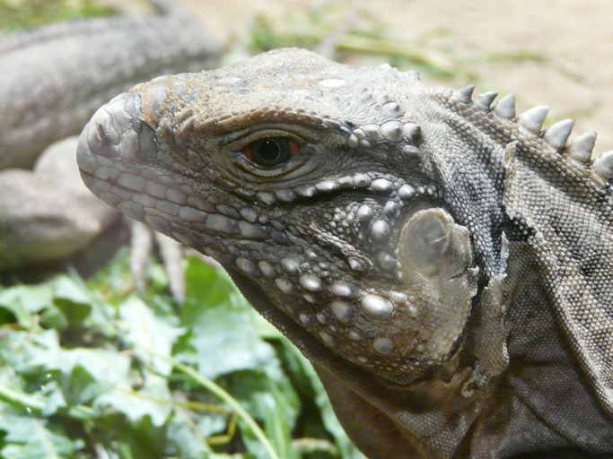 Sivun Cyclura nubila nubila (Gray 1831) kuva