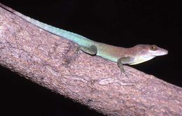 Image of Plymouth Anole