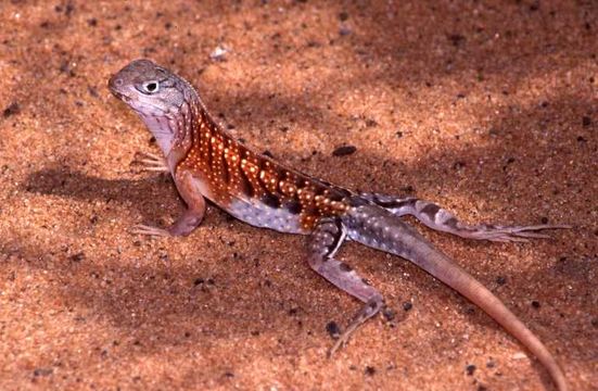 Image of Malagasy collared lizard
