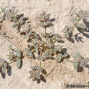 Sivun Euphorbia abramsiana L. C. Wheeler kuva