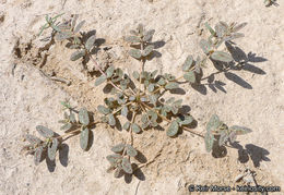 Image of Abrams' sandmat