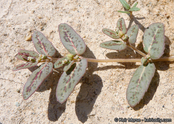 Image of Abrams' sandmat