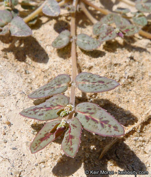 Image of Abrams' sandmat