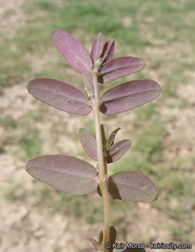 Image of Abrams' sandmat