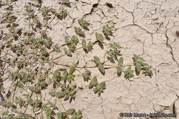 Image of Abrams' sandmat