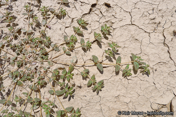 Image of Abrams' sandmat