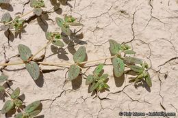 Image of Abrams' sandmat