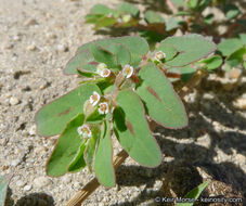 Image of Spotted Sandmat